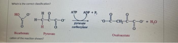 Solved Which Is The Correct Classification? | Chegg.com