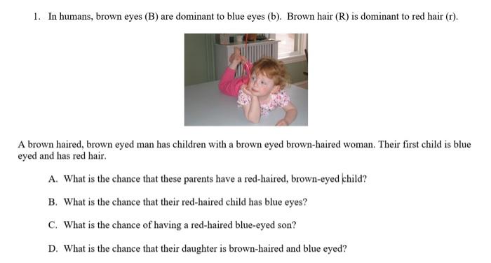 Solved 1. In Humans, Brown Eyes (B) Are Dominant To Blue | Chegg.com