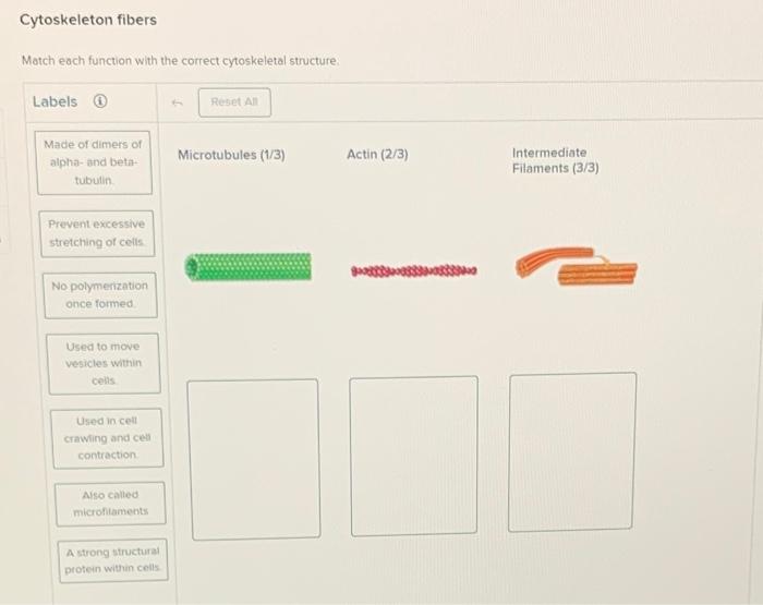 Solved Cytoskeleton fibers Match each function with the