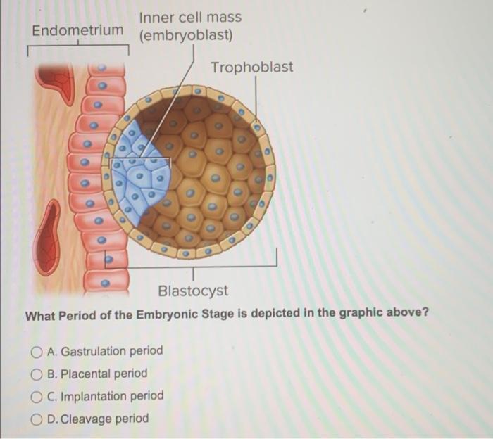 Solved Endometrium Inner cell mass (embryoblast) Trophoblast | Chegg.com
