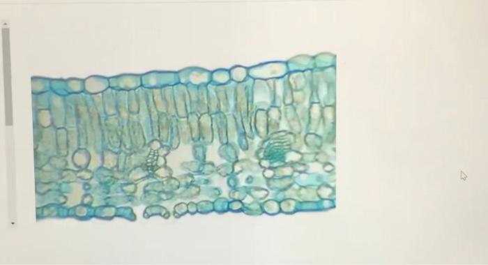 Solved a) cross section of a monocot leaf b) cross section | Chegg.com