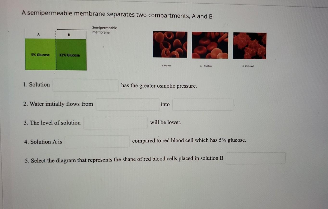 solved-a-semipermeable-membrane-separates-two-compartments-chegg