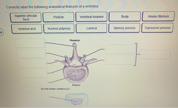 Solved 20 Correctly Label The Following Anatomical Pa - vrogue.co