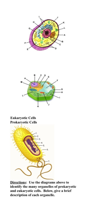 Solved Eukaryotic Cells Prokaryotic Cells Directions: Use | Chegg.com