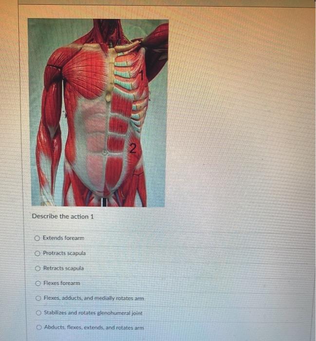 Solved 2 Describe the action 1 O Extends forearm O Protracts