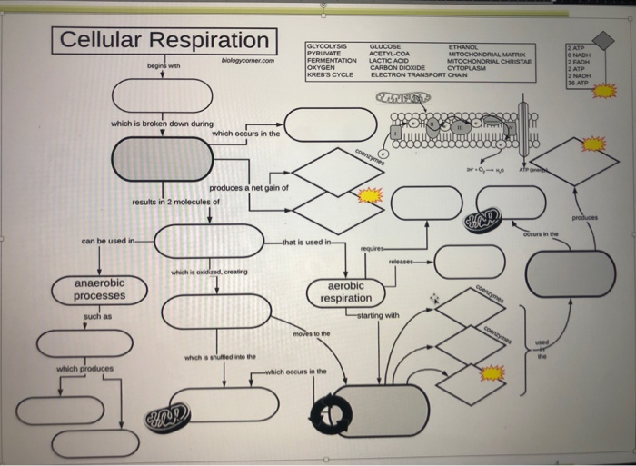 Solved Cellular Respiration biologycomer.com GLYCOLYSIS | Chegg.com