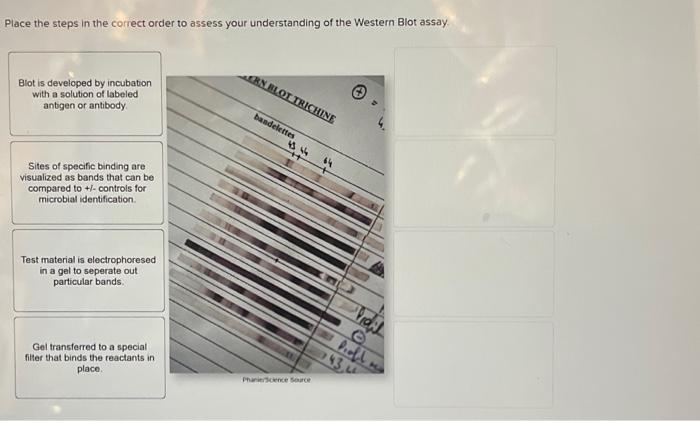 Solved Place the steps in the correct order to assess your | Chegg.com