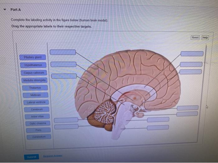 hypothalamus model labeled