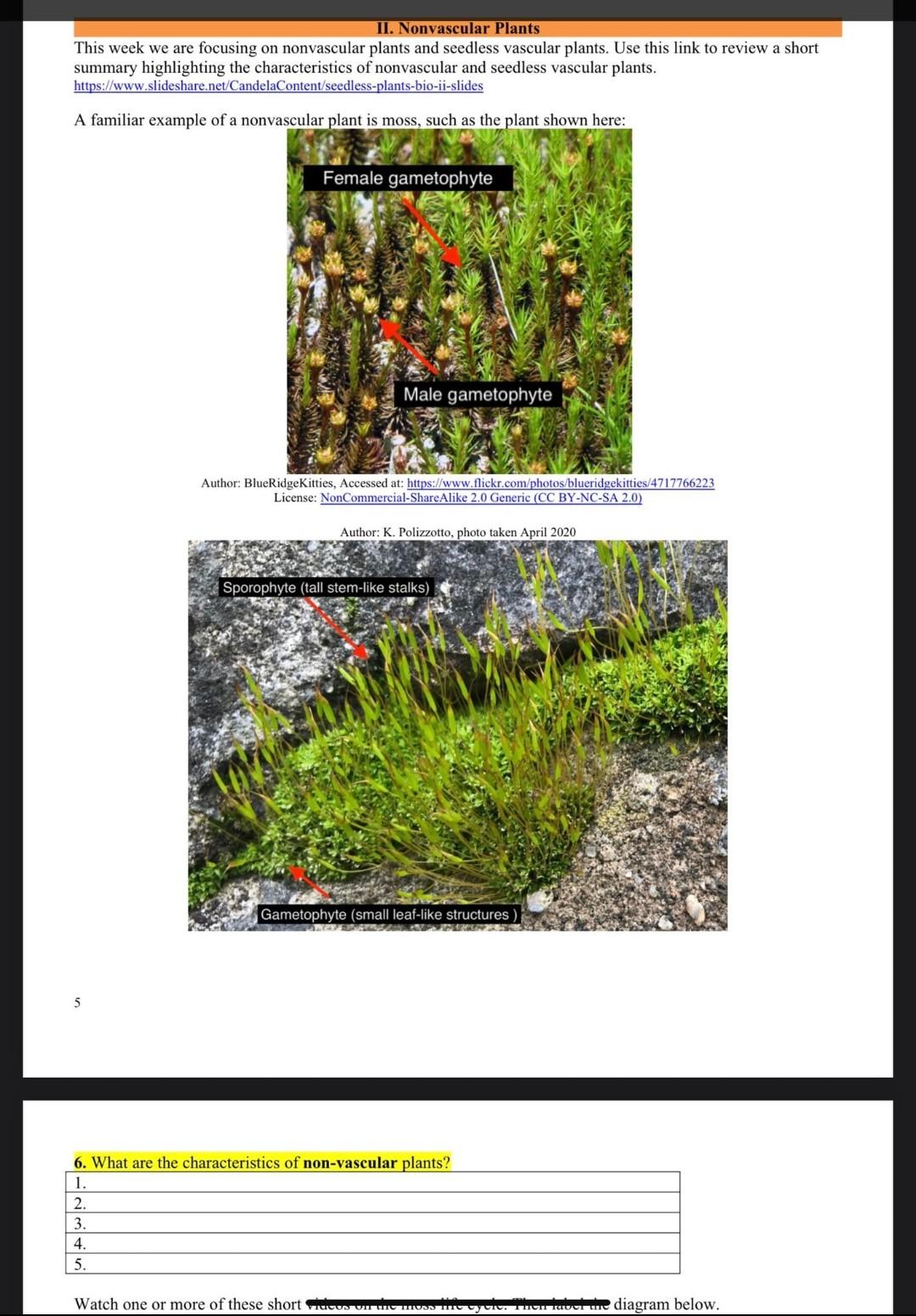 seedless vascular plants examples