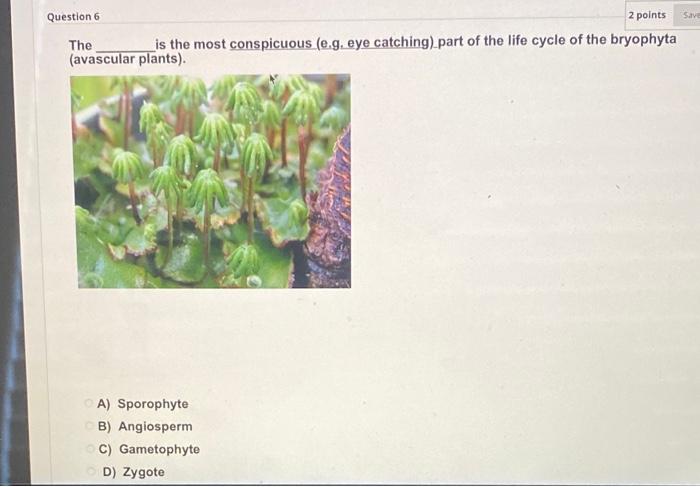 Solved Save Question 6 2 Points Is The Most Conspicuous | Chegg.com