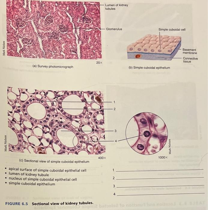 cuboidal epithelium kidney