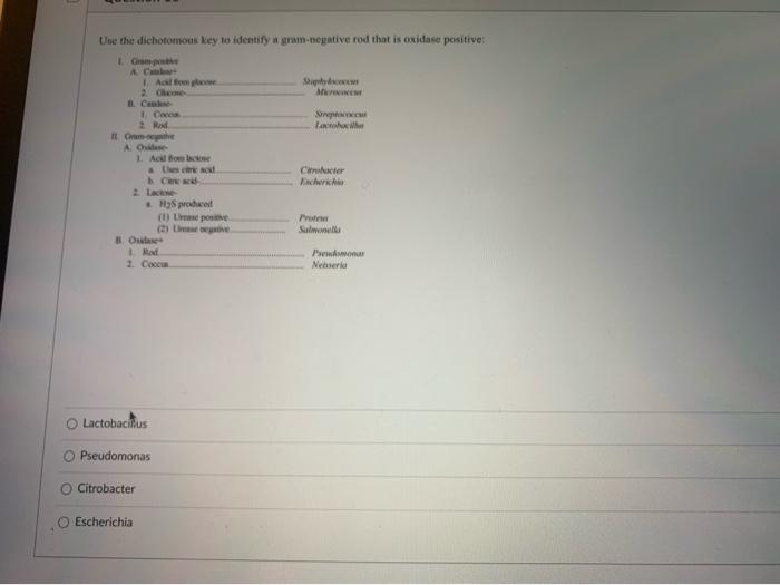 Solved Use the dichotomous key to identify a gram-negative | Chegg.com