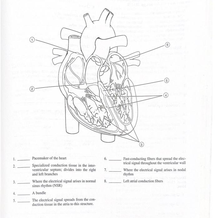 1. Pacemaker of the heart 2. Specialized conduction | Chegg.com