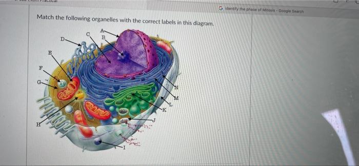 Solved FOULICAR Match the following organelles with the | Chegg.com