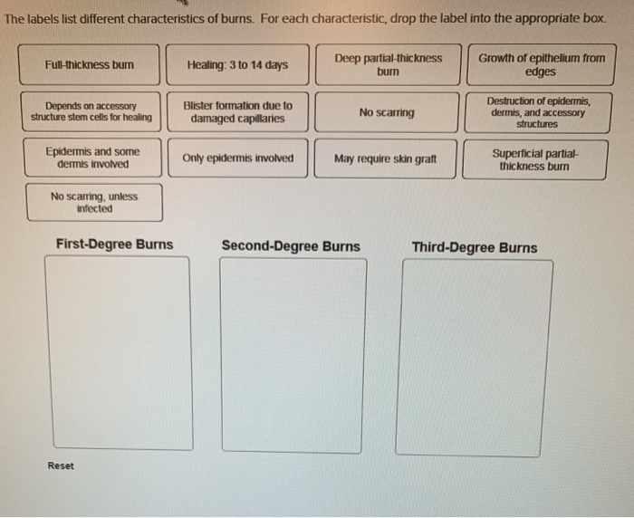 Solved nment 1 Match the skin layers with the correct tissue