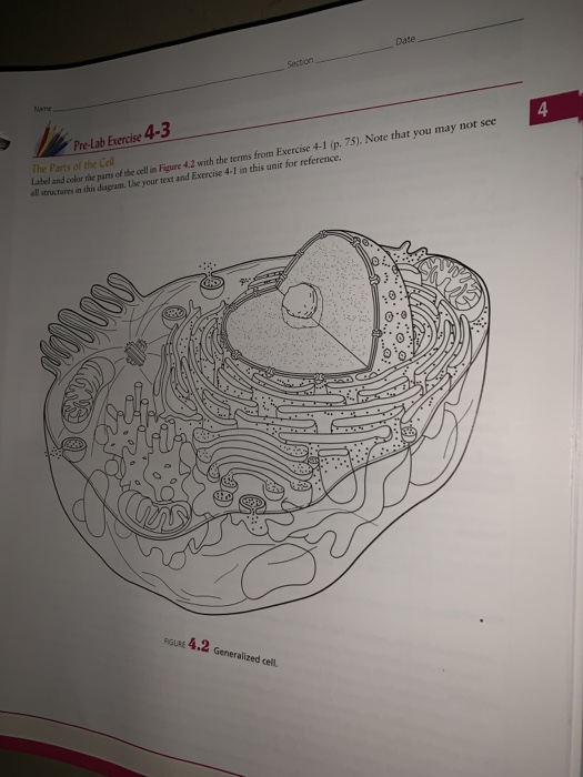 Date Pre Lab Exercise 43 The Parts of the Cell Label