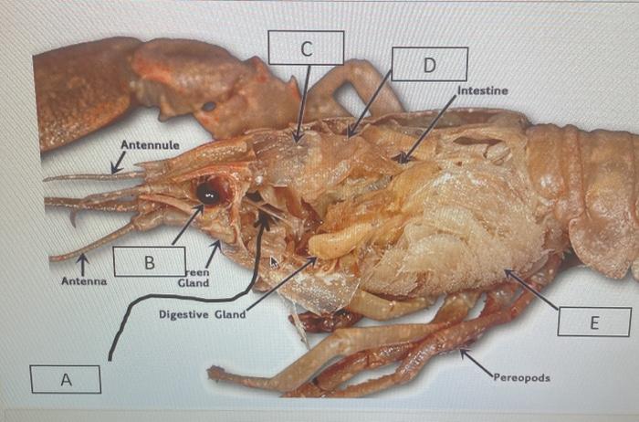 Solved С D Intestine Antennule B Antenna Jeen Gland | Chegg.com