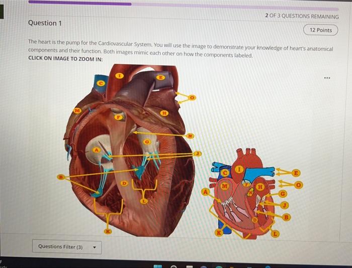 Solved The heart is the pump for the Cardiovascular System. | Chegg.com