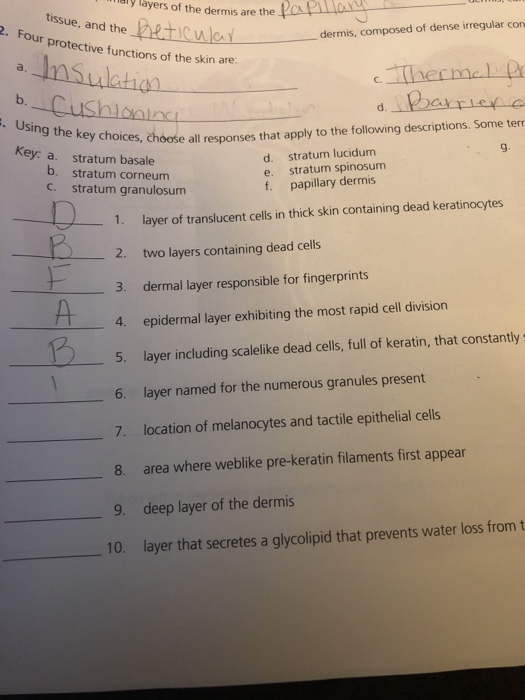 Solved dy layers of the dermis are the paper tissue, and the | Chegg.com