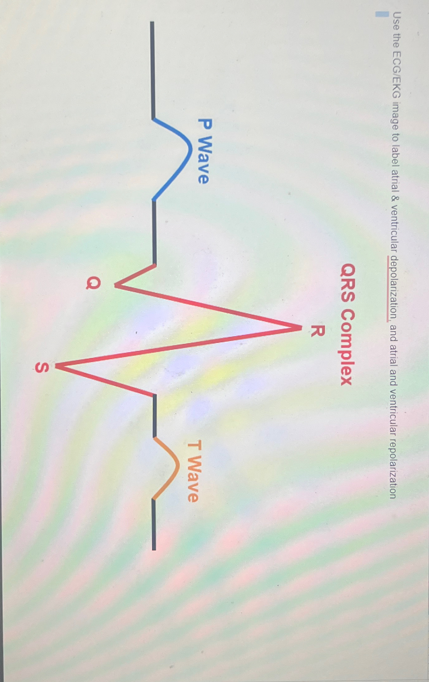 Solved Use the ECG/EKG image to label atrial & ventricular | Chegg.com