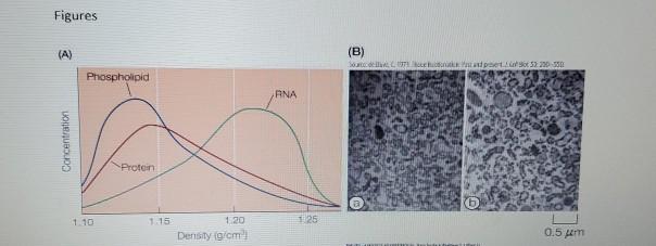 Figures (A) (B) Locael. 2220 Phospholipid ANA Concentration Protein 1.15 125 1 30 Density (g/cm 0.5 m