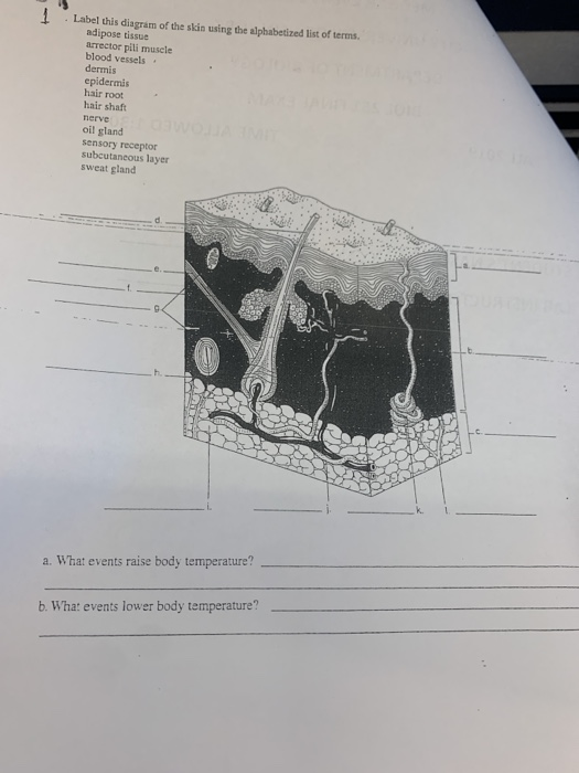 Solved Label this diagram of the skin using the alphabetized | Chegg.com