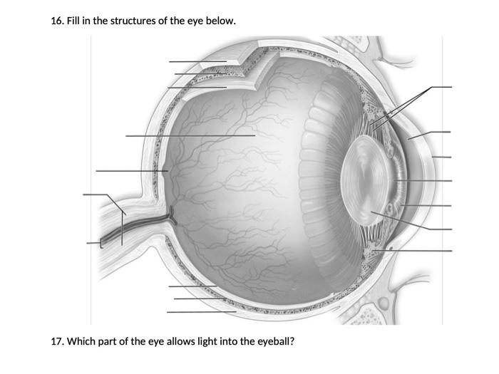 solved-16-fill-in-the-structures-of-the-eye-below-17-chegg