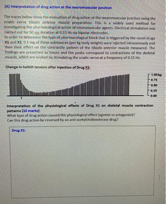 (A) Interpretation of drug action at the neuromuscular junction The traces below show the evaluation of drug action at the ne