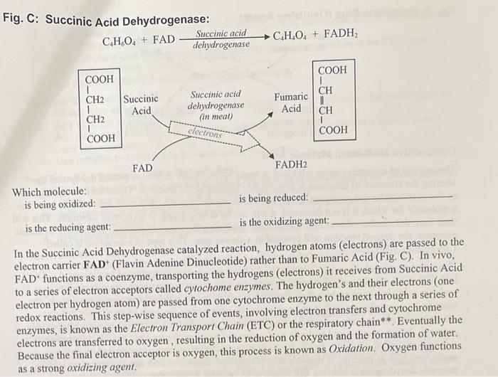 succinic acid dehydrogenase experiment