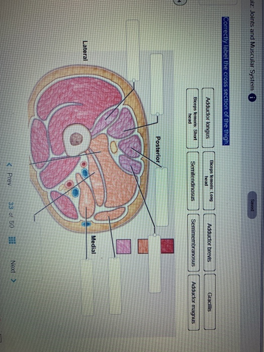 Solved Uiz: Joints And Muscular System I Saved Correctly | Chegg.com