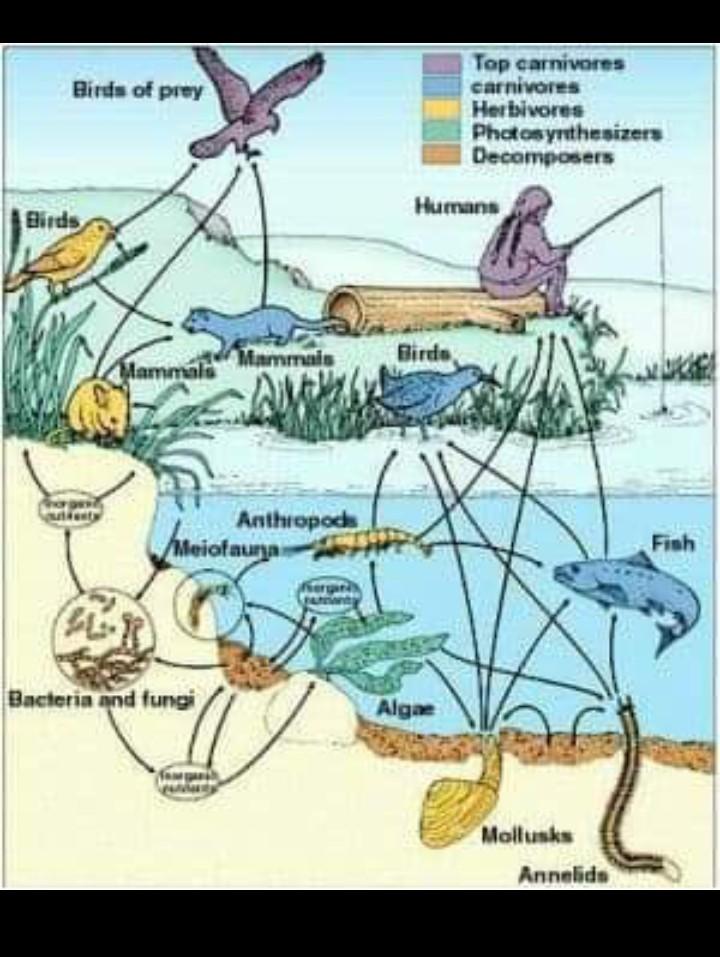 Solved Birds of prey Top carnivores carnivores Herbivores | Chegg.com