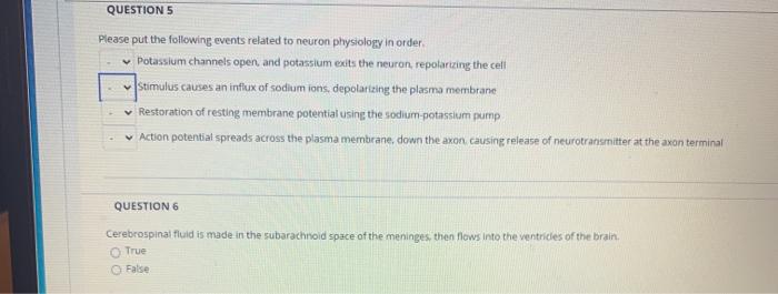 QUESTIONS Please put the following events related to neuron physiology in order Potassium channels open and potassium exits t