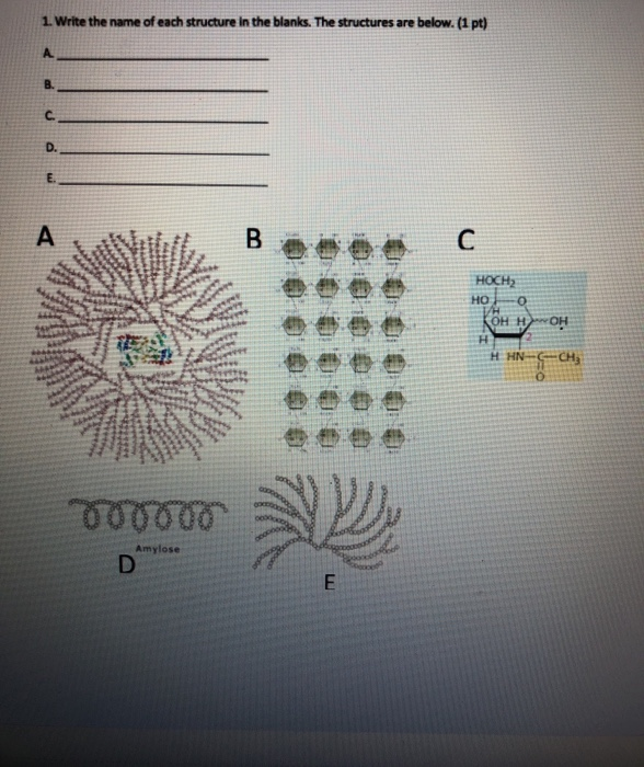 1. Write the name of each structure in the blanks. | Chegg.com
