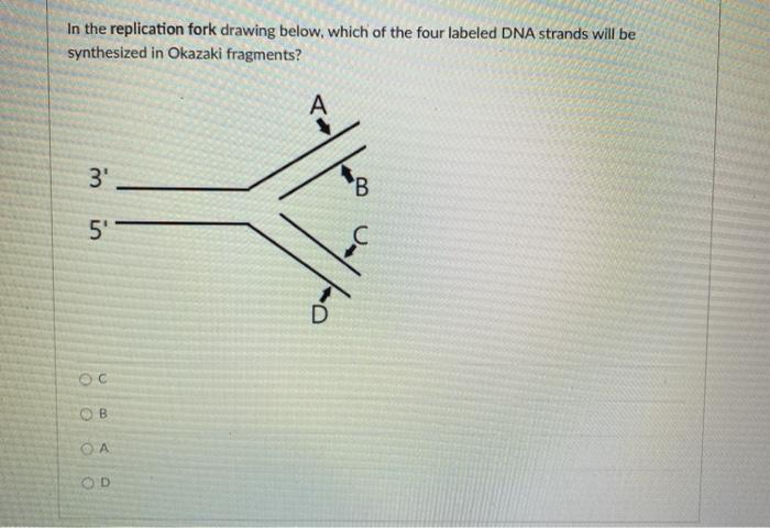 Solved In the replication fork drawing below, which of the | Chegg.com