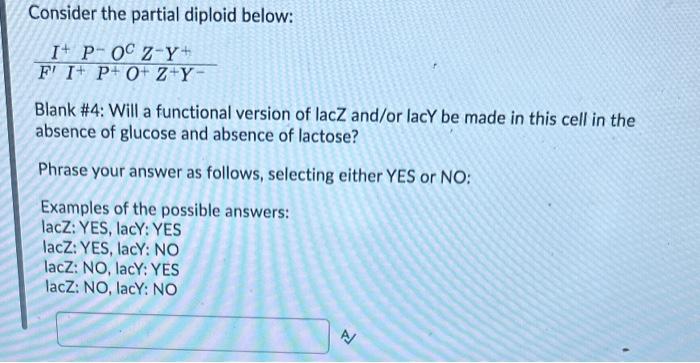 Solved Consider the partial diploid below: | Chegg.com