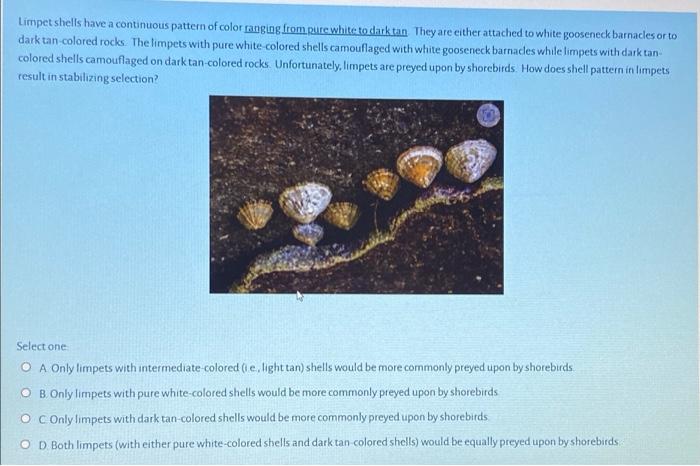 Solved Limpet shells have a continuous pattern of color | Chegg.com