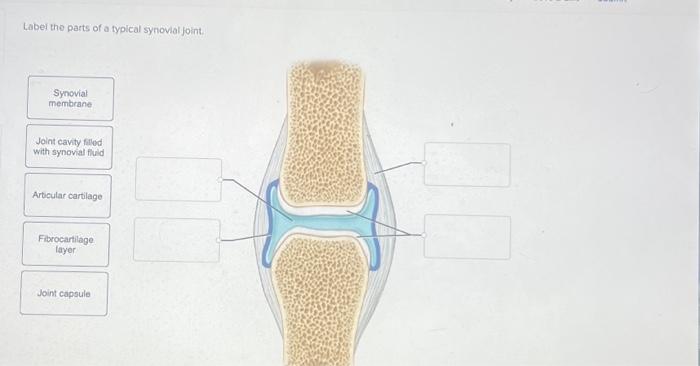 synovial membrane