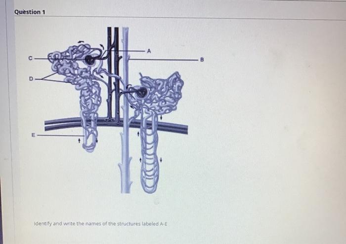 Solved Question 1 С B D E Identify and write the names of | Chegg.com