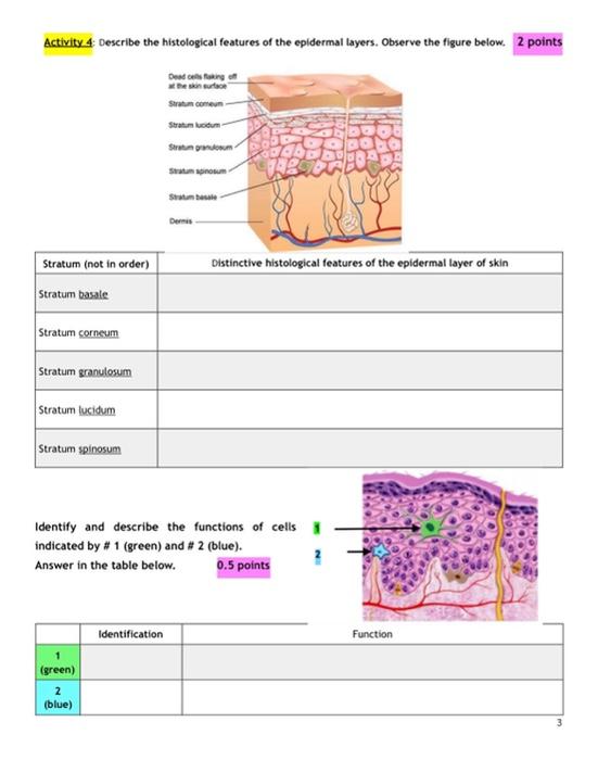 Solved Activity 4 Describe the histological features of the | Chegg.com