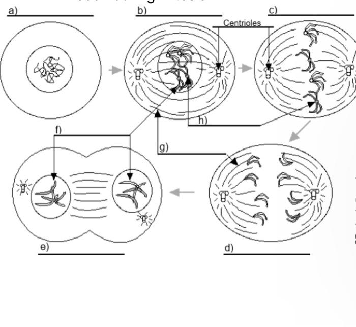 Solved c) Centrioles h)2.During which stage of a cell's | Chegg.com