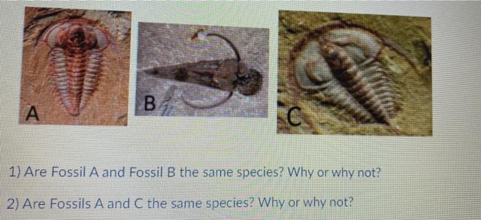 Solved В B. A 1) Are Fossil A And Fossil B The Same Species? | Chegg.com