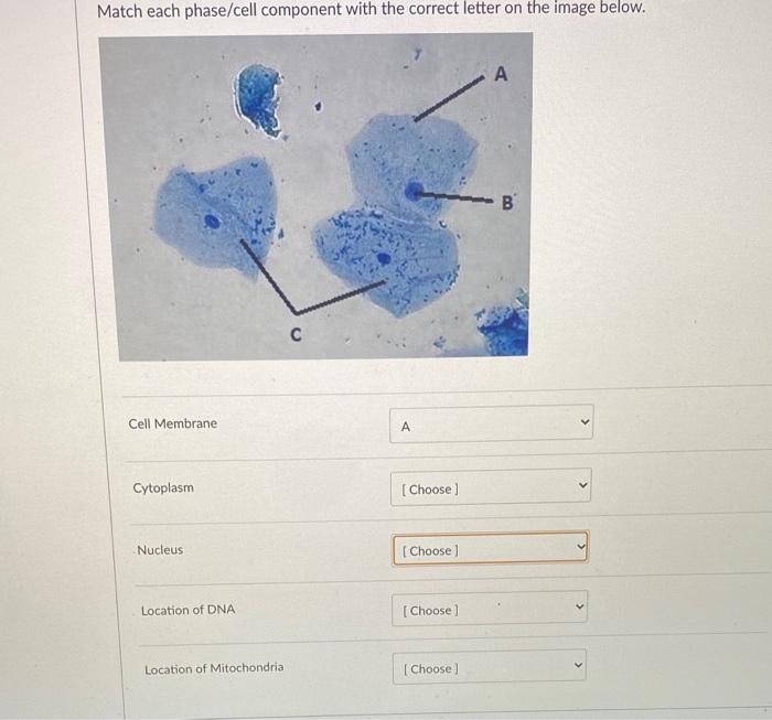 Solved Match each phase/cell component with the correct | Chegg.com