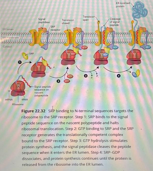 Solved Which of these nunbered ateps are irreversible? The | Chegg.com