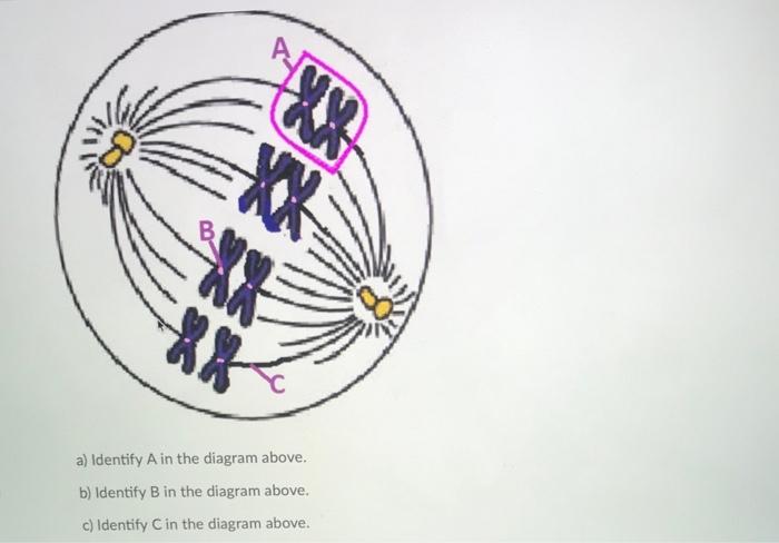 Solved 来 果 a) Identify A in the diagram above. b) Identify B | Chegg.com