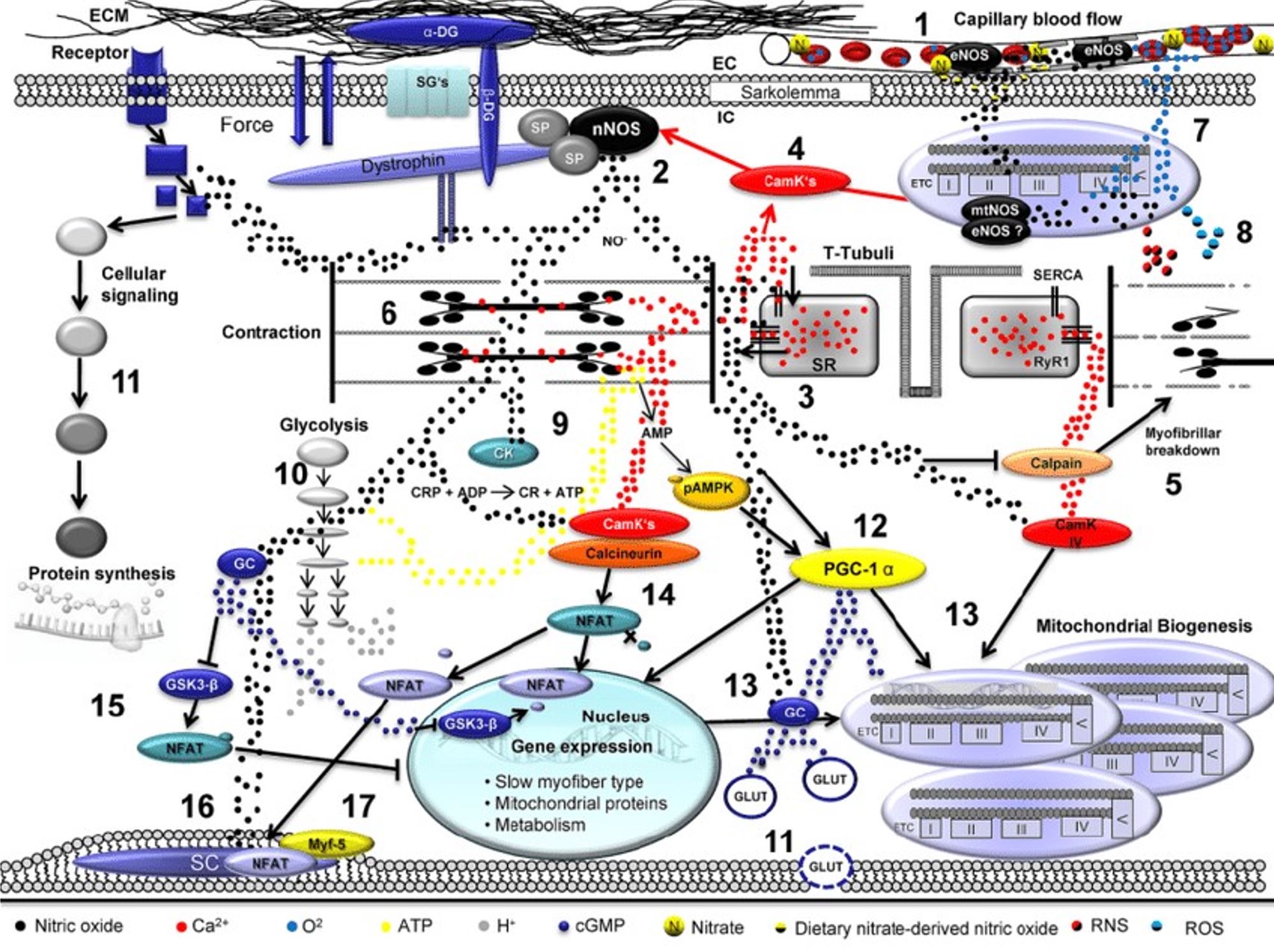 Solved I'm learning about the nitric oxide system during | Chegg.com