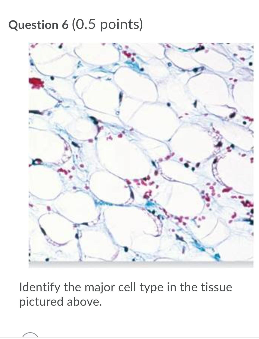 Solved Question 6 (0.5 points) Identify the major cell type | Chegg.com