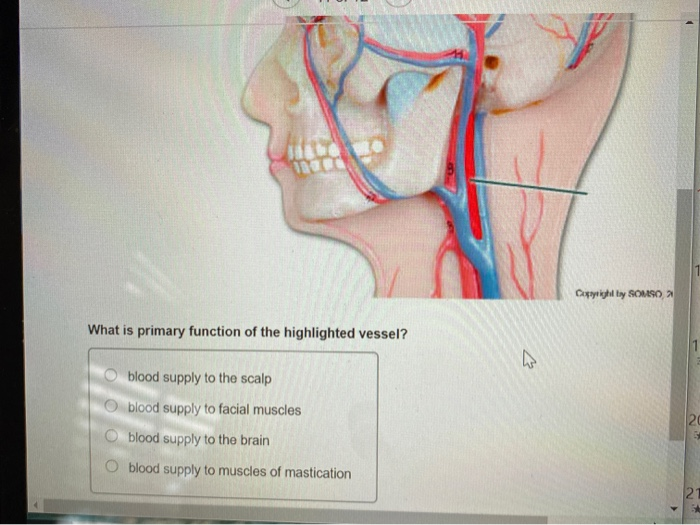 solved-copyright-by-somso-what-is-primary-function-of-the-chegg