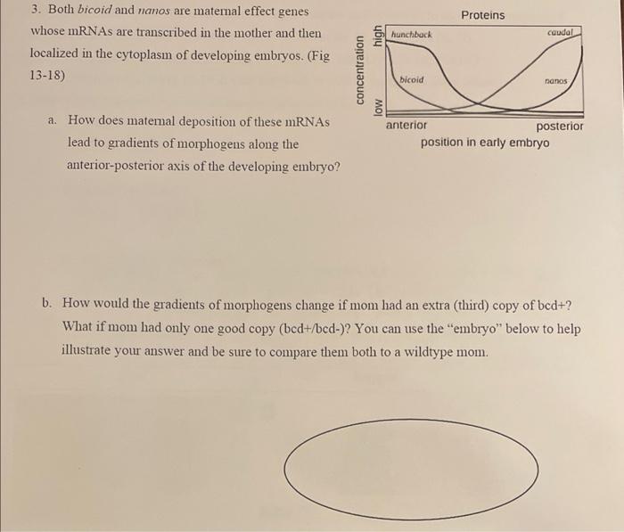 Solved 3. Both bicoid and nanos are maternal effect genes | Chegg.com