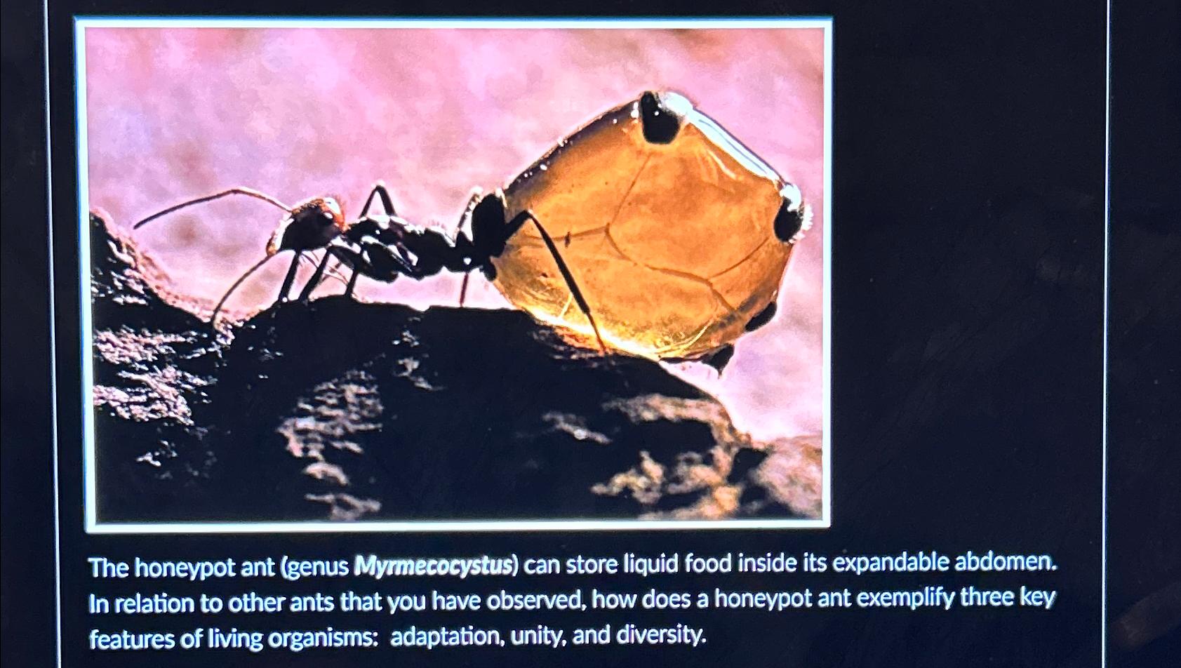 Solved The honeypot ant (genus Myrmecocystus) ﻿can store