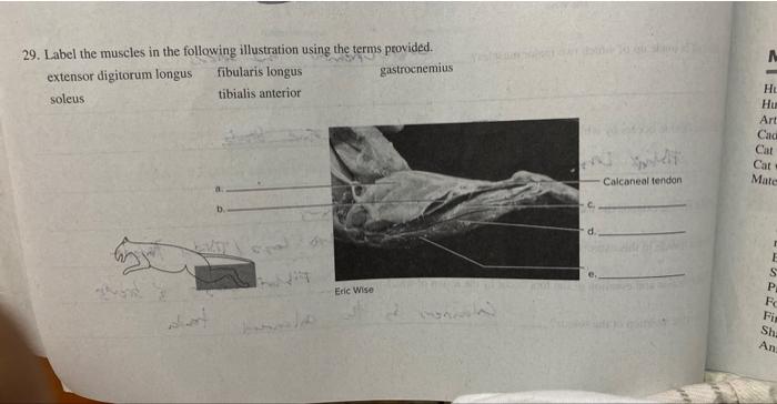 Solved 29. Label the muscles in the following illustration | Chegg.com